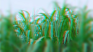 Foto: Sara Christina Moser