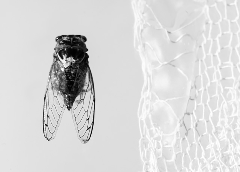 Cutikula_Gifty_Amoateng_bio.evolution_1 Cutikula_Gifty_Amoateng_bio.evolution_1