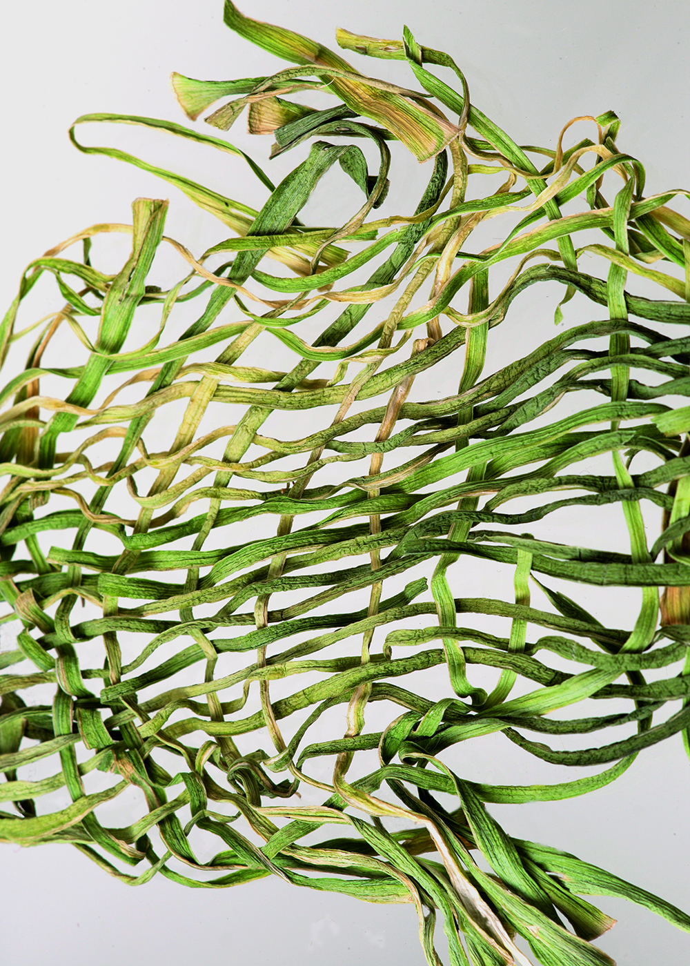 Leek Lines_Madleen_Albrecht_bio.e.volution_1 Leek Lines_Madleen_Albrecht_bio.e.volution_1