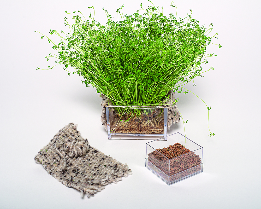 TEXSEED_Elisa_Martignoni_bio.evolution_2 TEXSEED_Elisa_Martignoni_bio.evolution_2